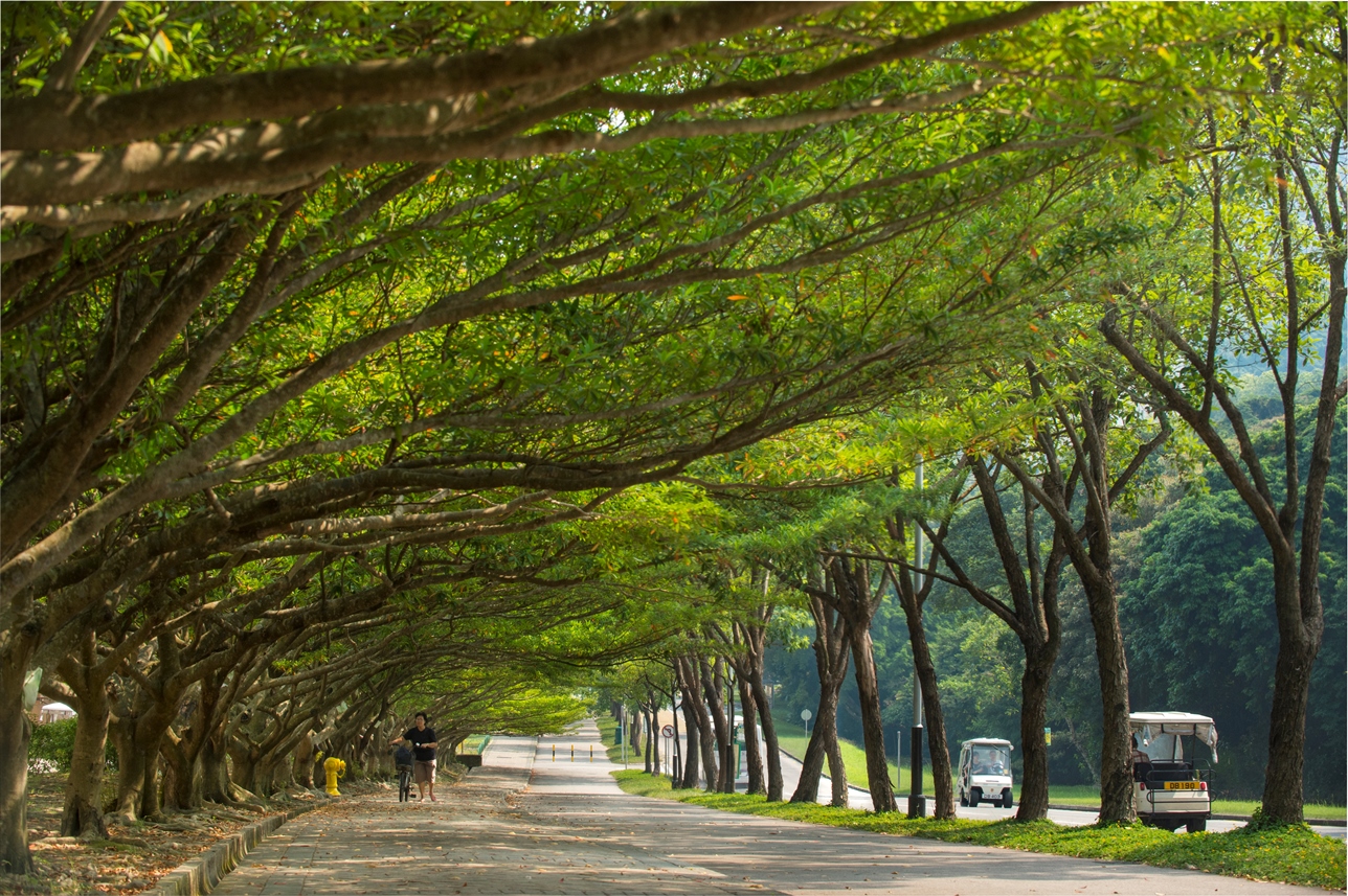 愉景湾为香港首个「尚绿环保城」。